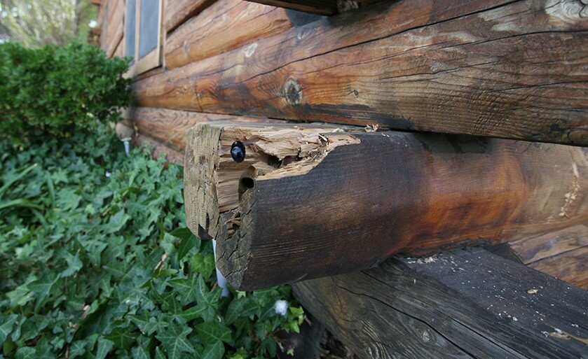 Close-up of a log end with visible deterioration near an exterior corner where end-grain is exposed. During a log home inspection, log ends and corners are checked for moisture exposure, softening, staining, and detailing that affects drying. This helps determine whether conditions suggest normal weathering or a maintenance/repair priority.